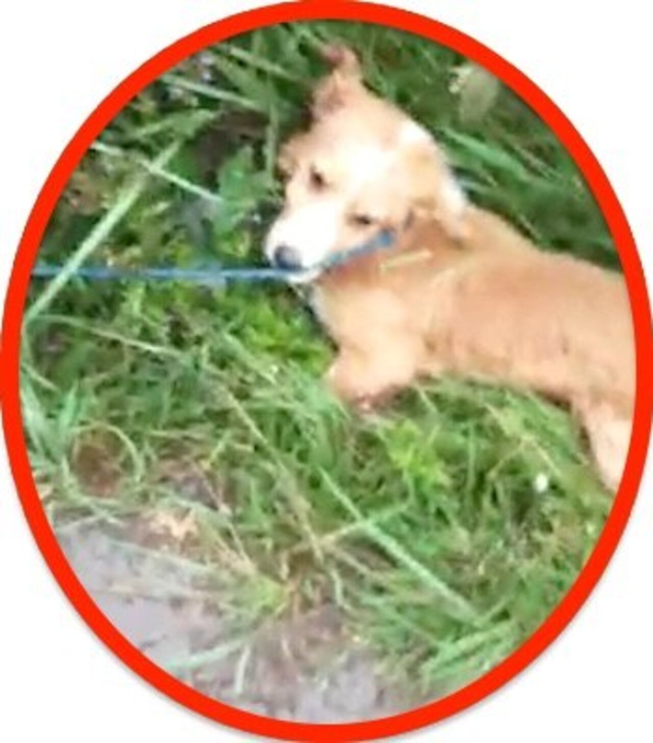 El perrito se desvaneció en el pasto del cansancio.CAPTURA DE VIDEO