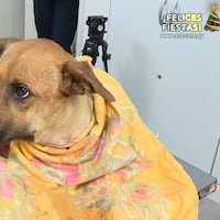 Jueza pide diálogo para ver quién es mejor para quedarse con Canela
