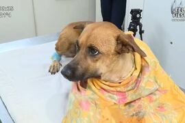 Jueza pide diálogo para ver quién es mejor para quedarse con Canela
