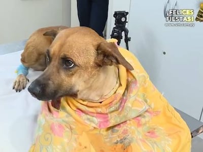 Jueza pide diálogo para ver quién es mejor para quedarse con Canela
