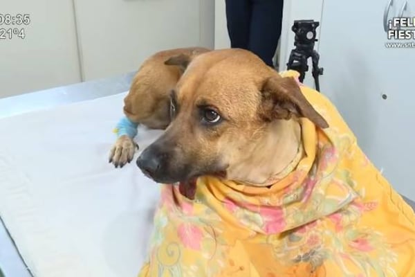 Jueza pide diálogo para ver quién es mejor para quedarse con Canela