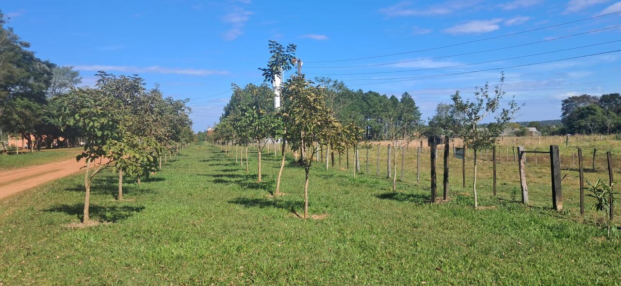 Ya ha plantado en varios distritos de Caazapá.